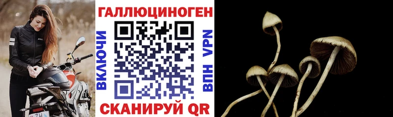 Псилоцибиновые грибы Psilocybe  Новомосковск 